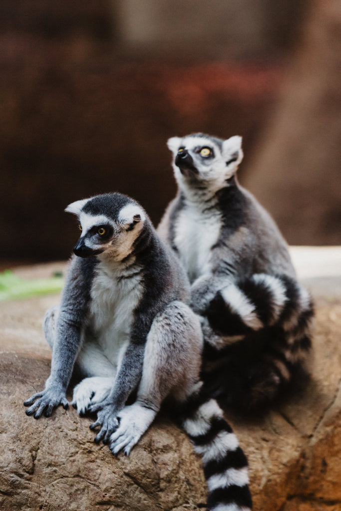 Lemur Sounds